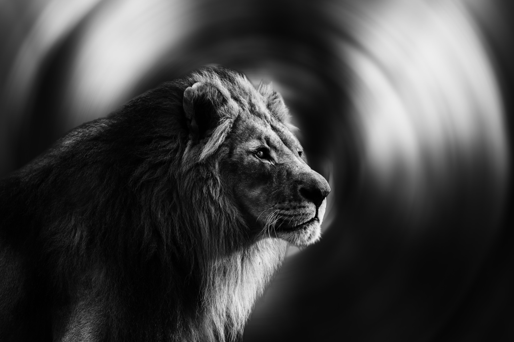 Monochrome profile portrait of a lion